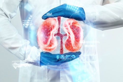 kidney